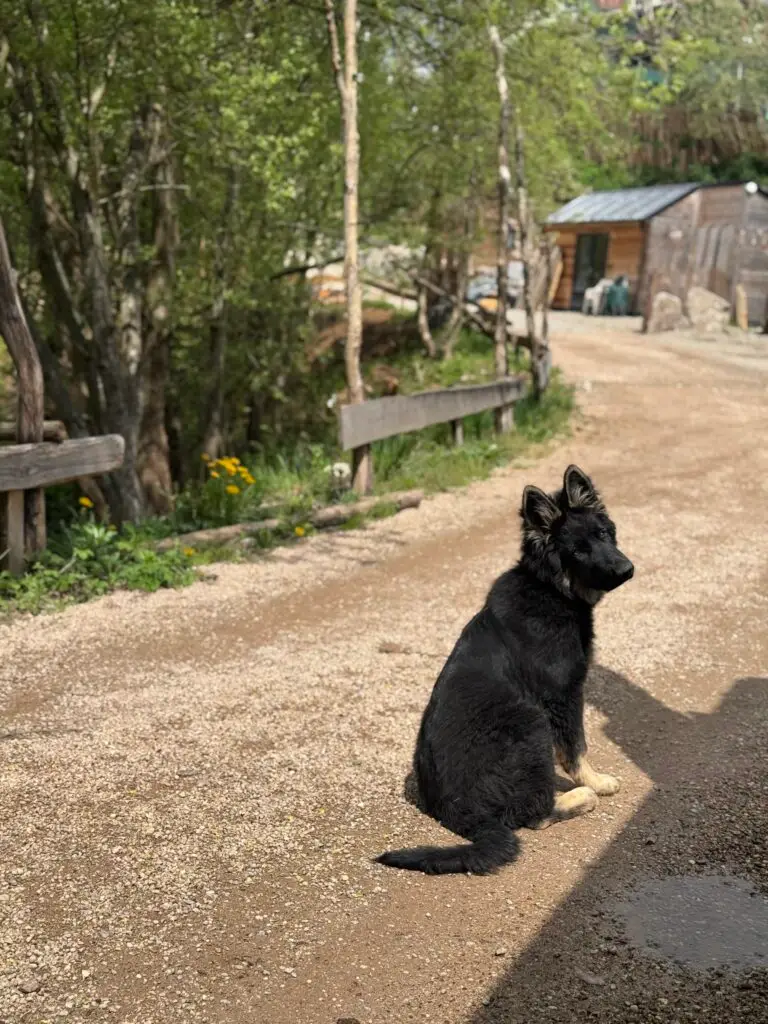 chien assis parking