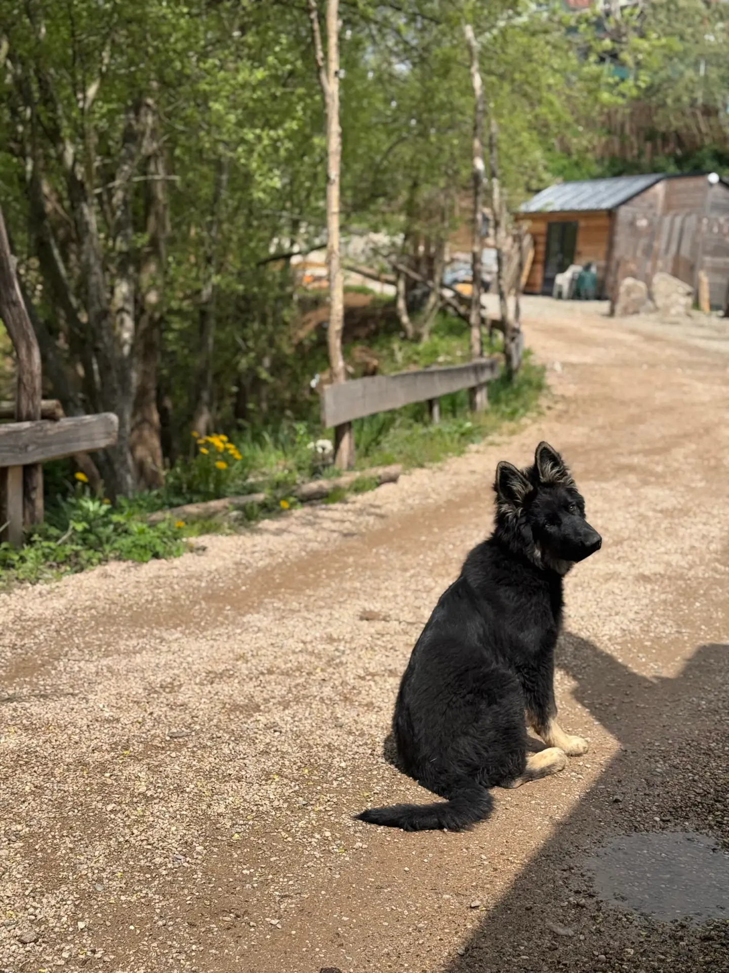 chien assis parking